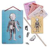 Human Body Anatomy Magnet Set (in 12 different languages) by Janod